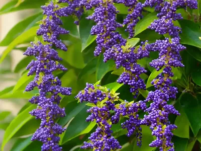 Pigeon Berry (Duranta Erecta ‘Gold Edge’)