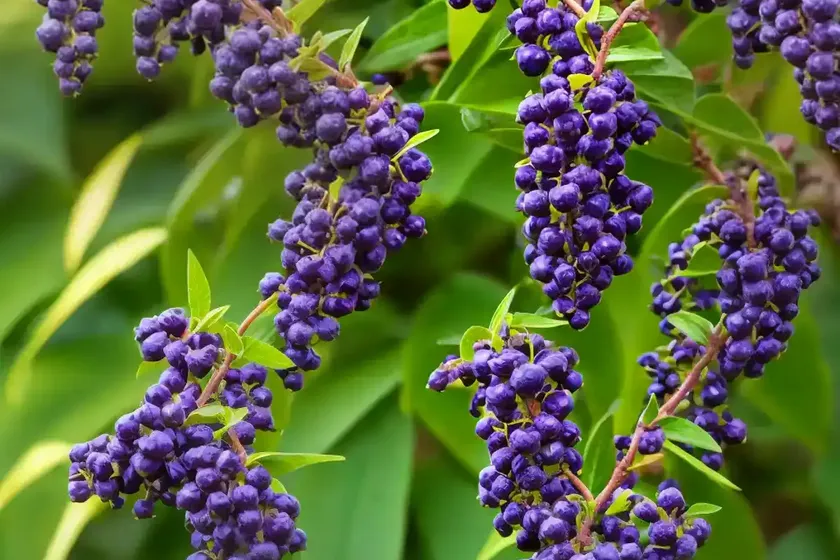 Pigeon berry (duranta erecta ‘gold mound’) — photo 2