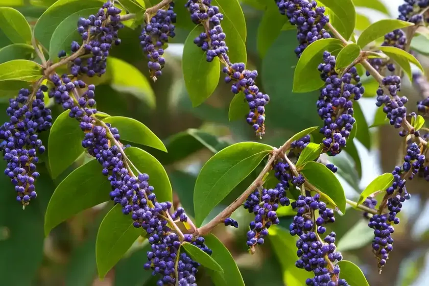 Pigeon berry (duranta erecta ‘gold mound’) — photo 3