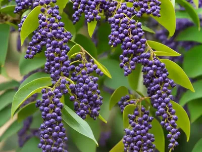 Pigeon Berry (Duranta Erecta ‘Gold Mound’)