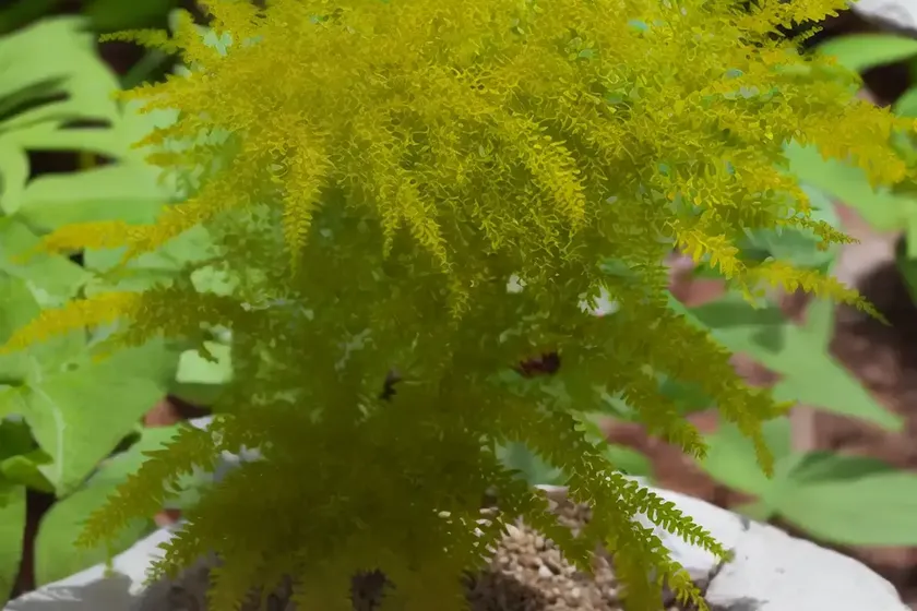 Piggyback plant (tolmiea menziesii) — photo 2