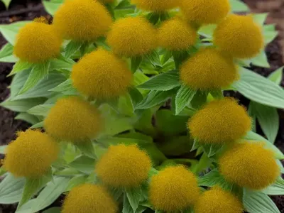 Piggyback Plant (Tolmiea Menziesii)