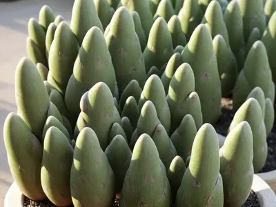 Pignolia (Pinus Edulis)