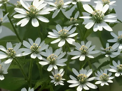 Pignut (Carya Glabra)