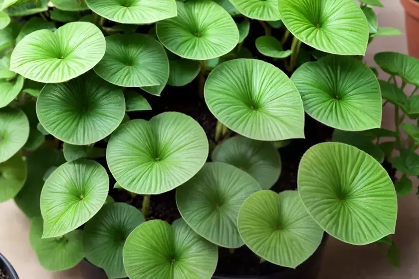 Pilea dark mystery (pilea involucrata ‘dark mystery’) — photo 2