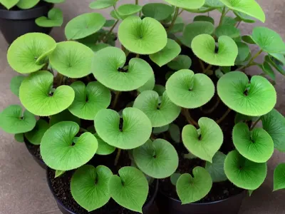 Pilea Dark Mystery (Pilea Involucrata ‘Dark Mystery’)