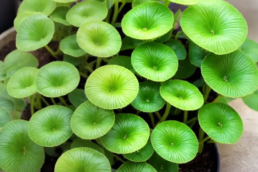 Pilea plants (pilea cadierei) — photo 2
