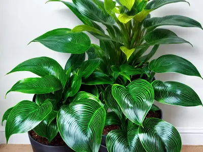 Pin Stripe Calathea (Calathea Ornata Lineata)