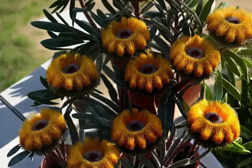 Pincushion protea (leucospermum) — photo 3
