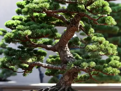 Pine Bonsai (Pinus Aristata)