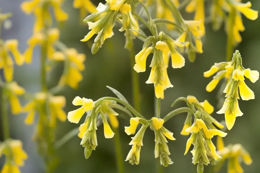 Pine-leaved penstemon (penstemon pinifolius ‘mersea yellow’)