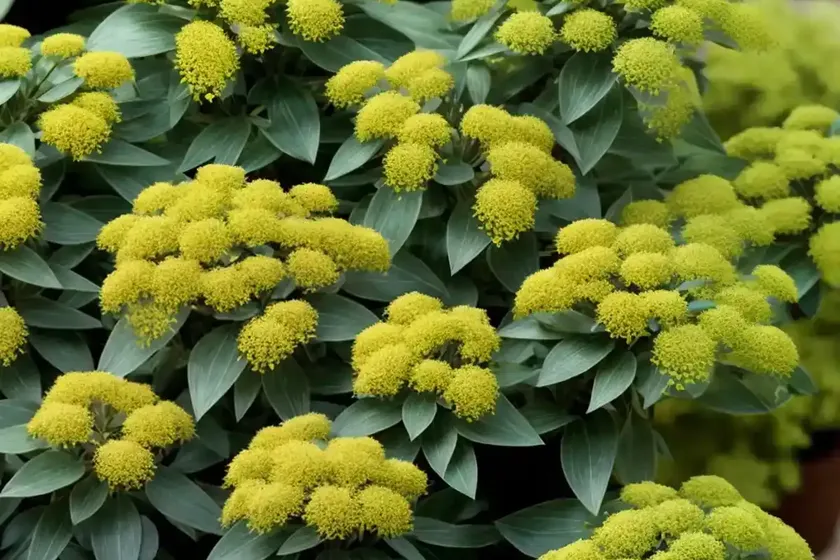 Pine spurge (euphorbia segetalis) — photo 2