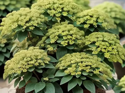 Pine Spurge (Euphorbia Segetalis)