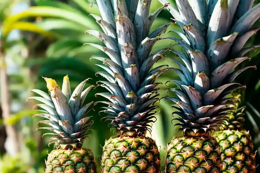 Pineapple (ananas comosus) — photo 3