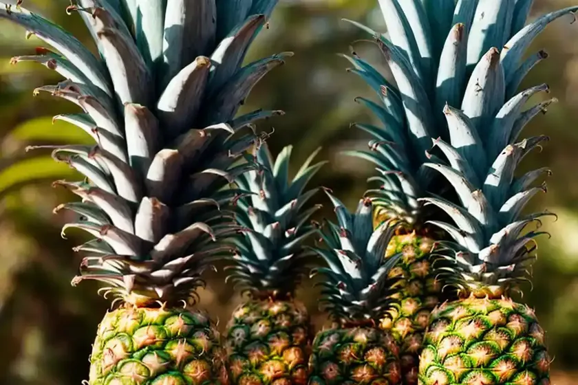 Pineapple (ananas comosus ‘sugarloaf’) — photo 3