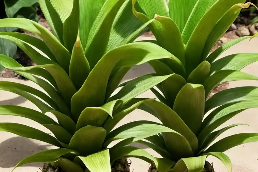 Pineapple lily (eucomis comosa) — photo 3