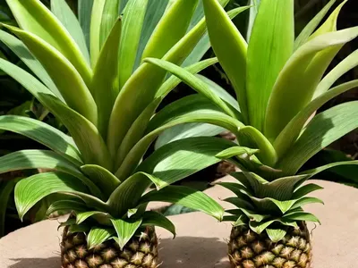 Pineapple Lily (Eucomis Comosa)