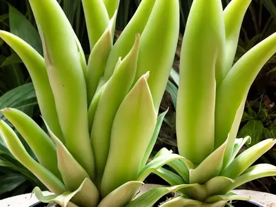 Pineapple Lily (Eucomis Comosa)
