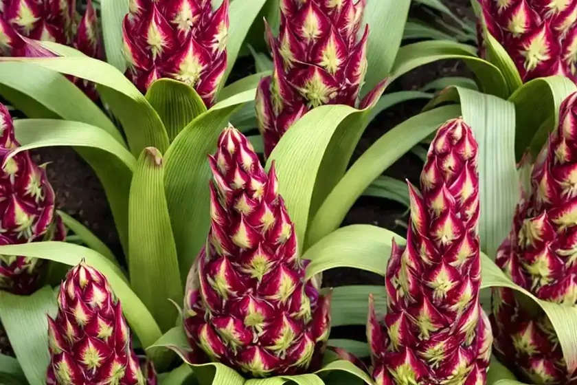 Pineapple lily (eucomis comosa ‘sparkling burgundy’) — photo 2