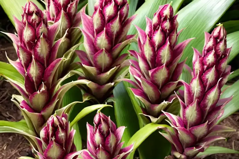 Pineapple lily (eucomis comosa ‘sparkling burgundy’) — photo 3