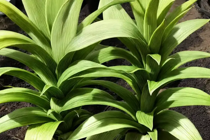 Pineapple lily (eucomis ‘dark star’) — photo 3