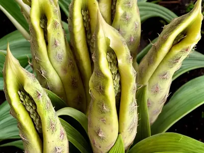 Pineapple Lily (Eucomis ‘Freckles’)
