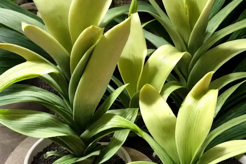 Pineapple Lily ‘leia’ (Eucomis Aloha Lily Leia) — photo 2