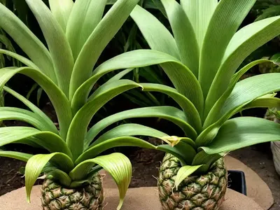 Pineapple Lily ‘leia’ (Eucomis Aloha Lily Leia)
