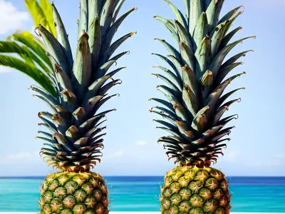 Pineapple Plant (Ananas Comosus)