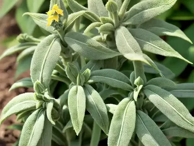 Pineapple Sage (Salvia Elegans)