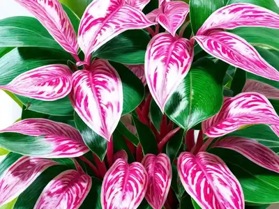 Pink Dalmatian Aglaonema (Aglaonema ‘Pink Dalmatian’)