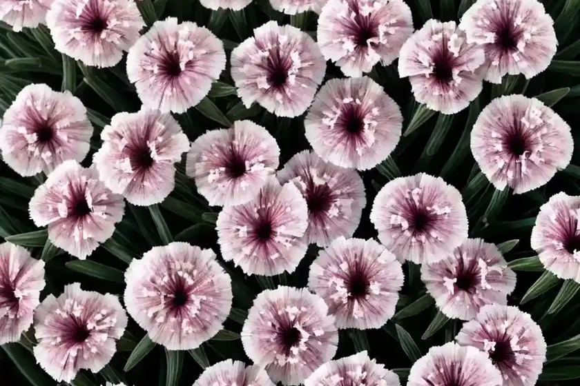 Pink (Dianthus ‘Little Bobby’) — photo 2