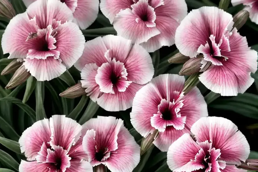 Pink (Dianthus ‘Little Bobby’) — photo 3