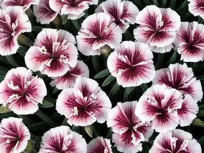 Pink (Dianthus ‘Little Bobby’)