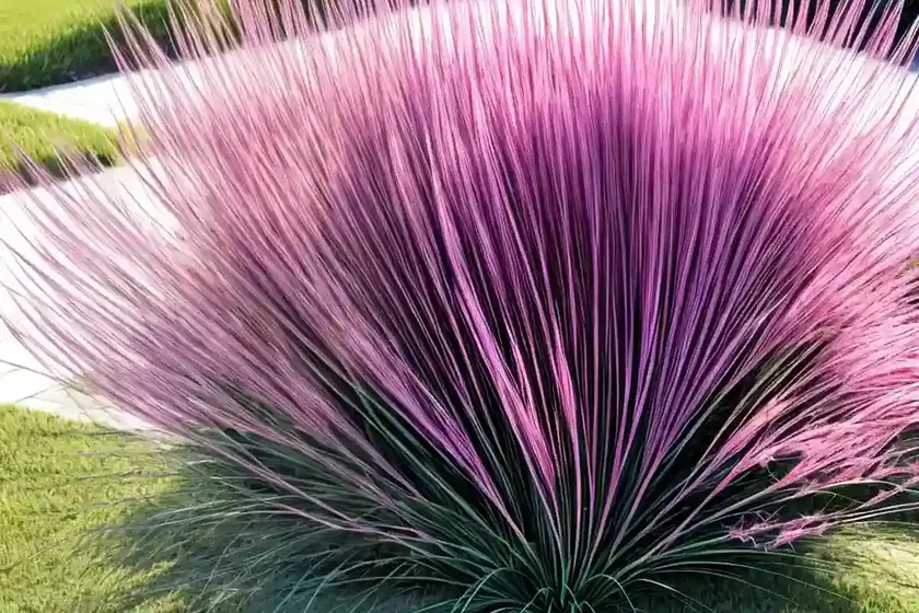 Pink muhlygrass (muhlenbergia capillaris ‘fast forward’) — photo 2