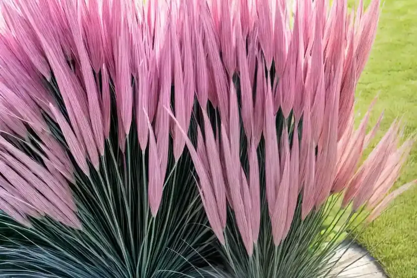 Pink muhlygrass (muhlenbergia capillaris ‘fast forward’) — photo 3