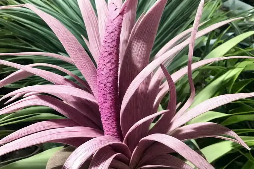 Pink quill (tillandsia cyanea) — photo 2