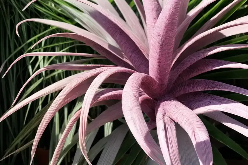 Pink quill (tillandsia cyanea) — photo 3