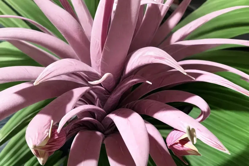 Pink quill (tillandsia cyanea)