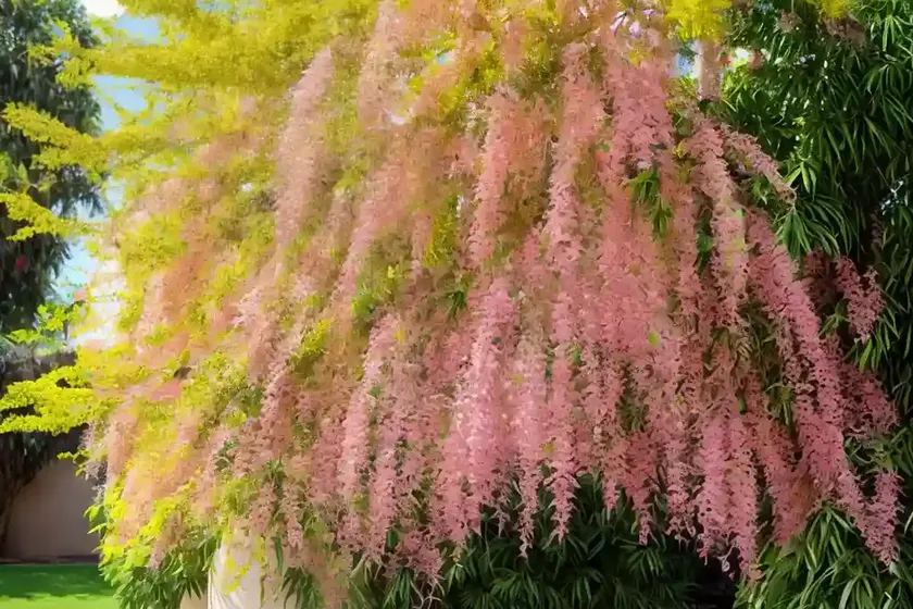 Pink shower (cassia x nealiae ‘lunalilo yellow’) — photo 2