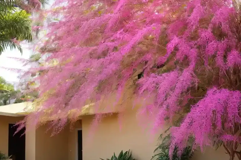 Pink shower (cassia x nealiae ‘lunalilo yellow’) — photo 3