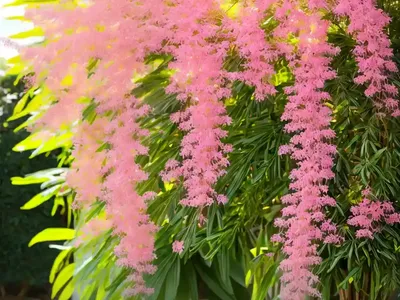 Pink Shower (Cassia X Nealiae ‘Lunalilo Yellow’)