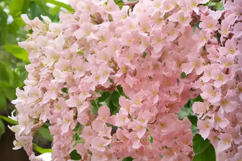 Pink shower (cassia x nealiae ‘queen’s hospital white’) — photo 2