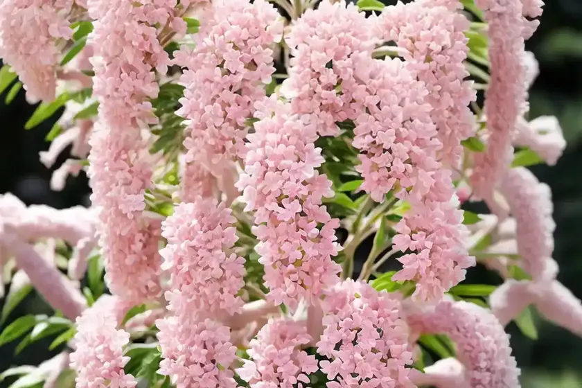 Pink shower (cassia x nealiae ‘queen’s hospital white’) — photo 3