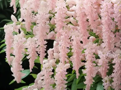 Pink Shower (Cassia X Nealiae ‘Queen’s Hospital White’)