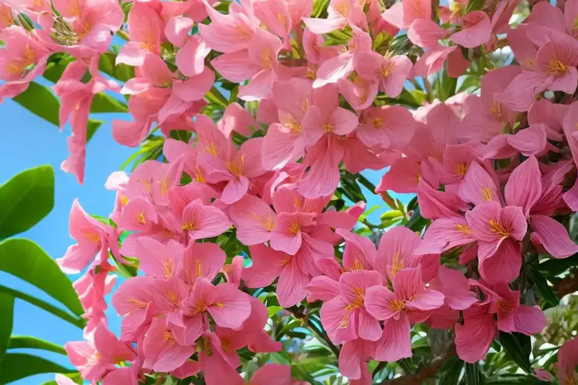 Pink shower (cassia x nealiae ‘wilhelmina tenney’) — photo 2