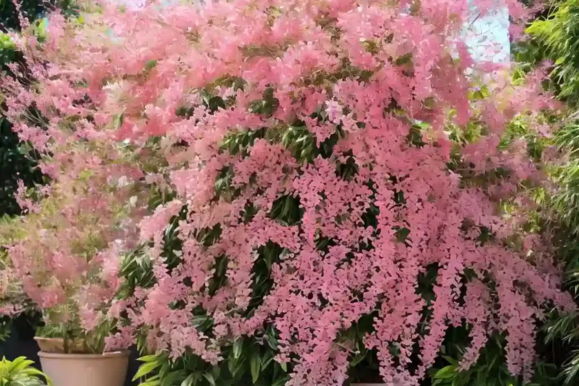 Pink shower (cassia x nealiae ‘wilhelmina tenney’) — photo 3