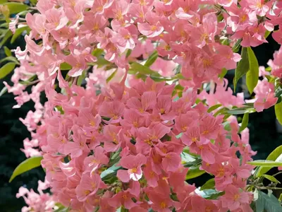 Pink Shower (Cassia X Nealiae ‘Wilhelmina Tenney’)
