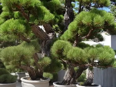 Pinus Wallichiana (Bhutan Pine)