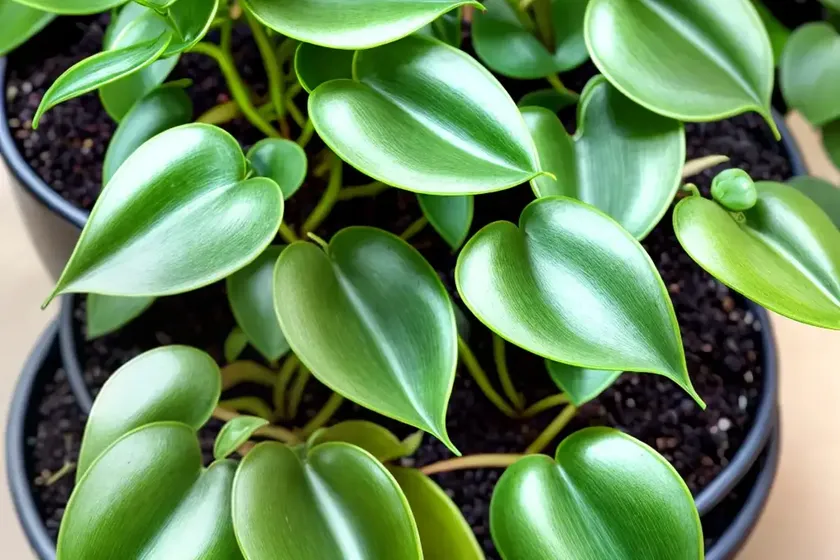 Piper peperomia (peperomia scandens ‘green’) — photo 3